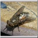 Tabanus sp Bremse 01b.jpg